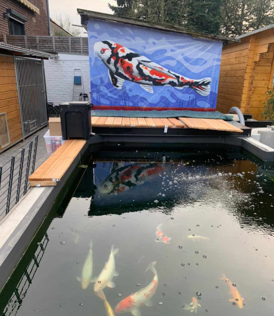 Koi
