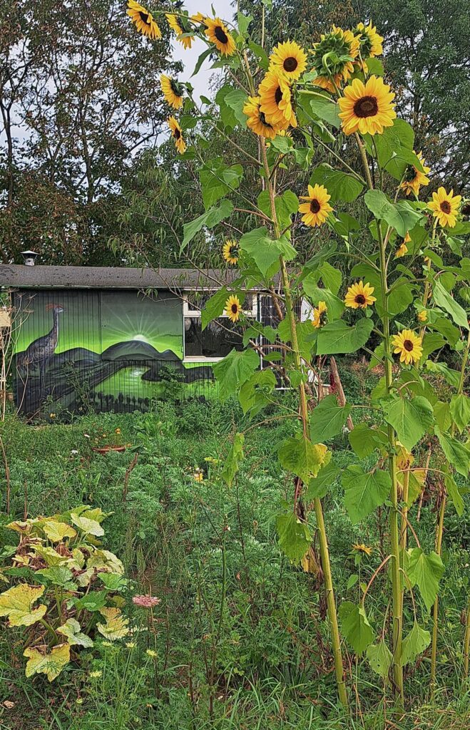 Naturgarten (Lack/Bauwagen, 2,5 x 6m)